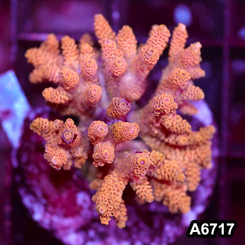 Item#A6717SP6717(M) WYSIWYG Indo Cultured Premium Acropora Colony