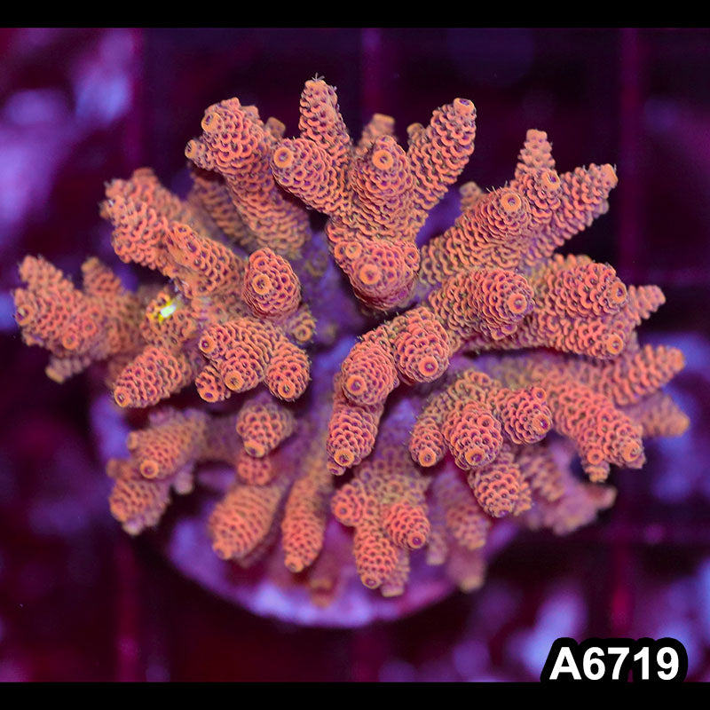 Item#A6719SP6719(M) WYSIWYG Indo Cultured Premium Acropora Colony