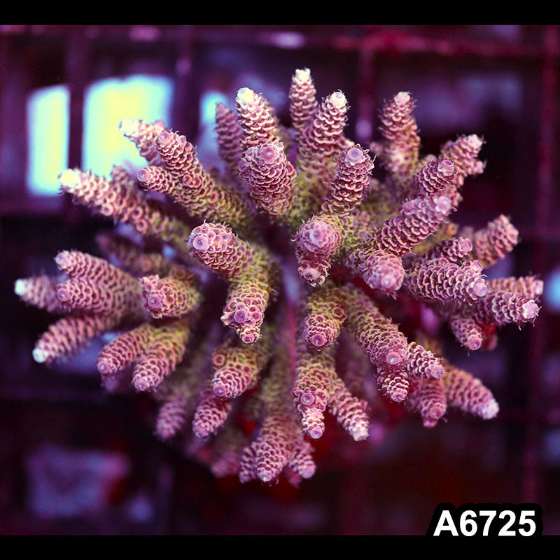 Item#A6725SP6725(M) WYSIWYG Indo Cultured Premium Acropora Colony