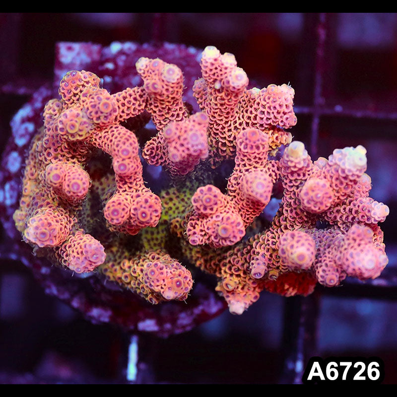 Item#A6726SP6726(M) WYSIWYG Indo Cultured Premium Acropora Colony