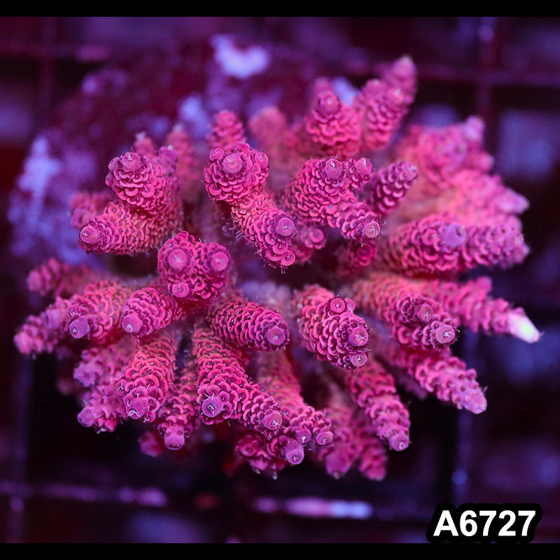 Item#A6727SP6727(M) WYSIWYG Indo Cultured Premium Acropora Colony