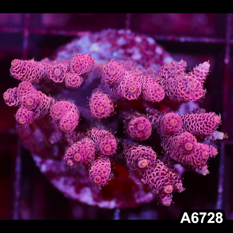 Item#A6728SP6728(M) WYSIWYG Indo Cultured Premium Acropora Colony