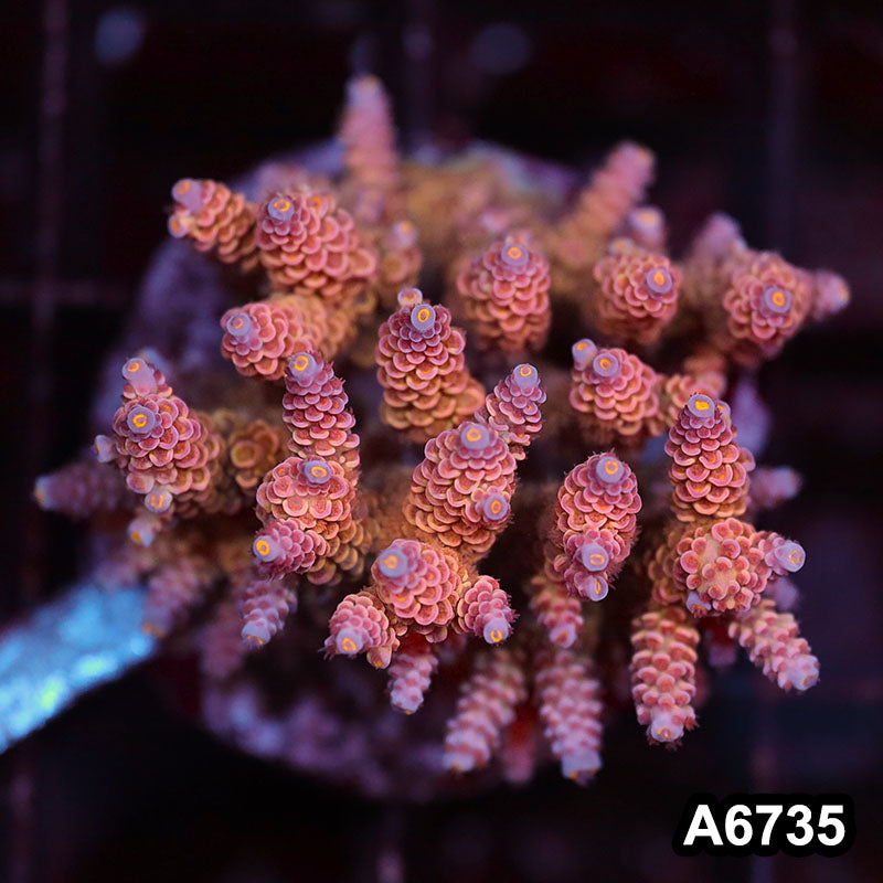 Item#A6735SP6735(M) WYSIWYG Indo Cultured Premium Acropora Colony