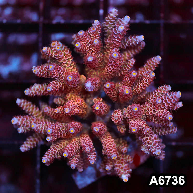 Item#A6736SP6736(M) WYSIWYG Indo Cultured Premium Acropora Colony