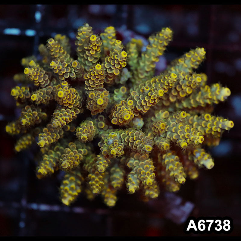 Item#A6738SP6738(M) WYSIWYG Indo Cultured Premium Acropora Colony