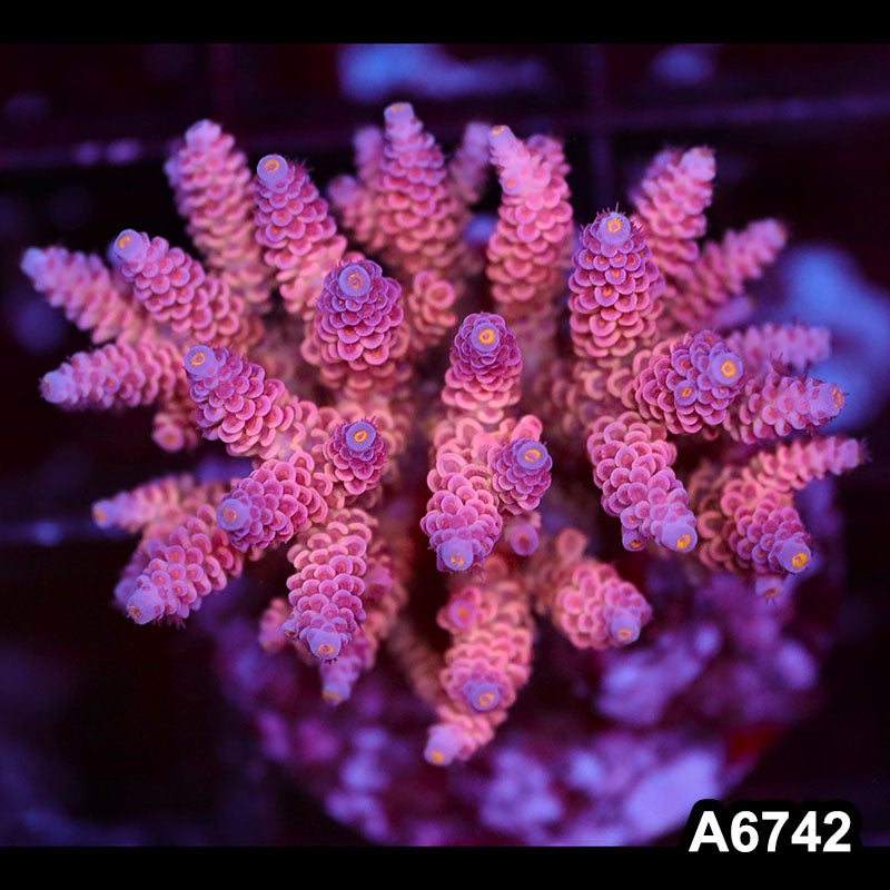 Item#A6742SP6742(M) WYSIWYG Indo Cultured Premium Acropora Colony