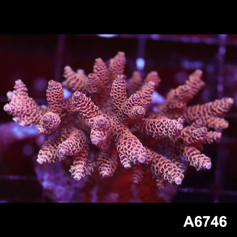 Item#A6746SP6746(M) WYSIWYG Indo Cultured Premium Acropora Colony