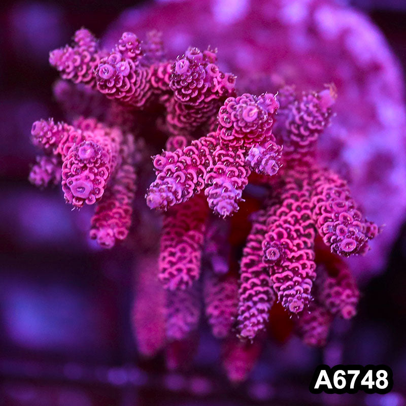 Item#A6748SP6748(M) WYSIWYG Indo Cultured Premium Acropora Colony