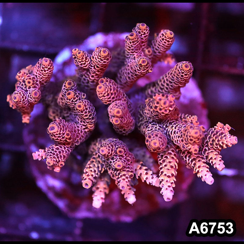 Item#A6753SP6753(M) WYSIWYG Indo Cultured Premium Acropora Colony