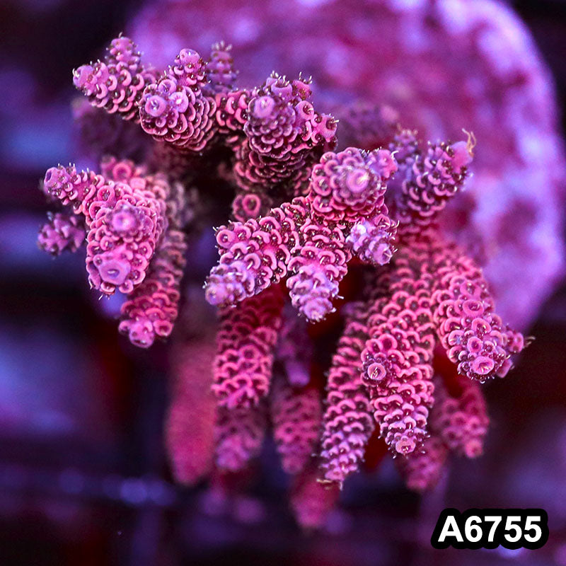 Item#A6755SP6755(M) WYSIWYG Indo Cultured Premium Acropora Colony