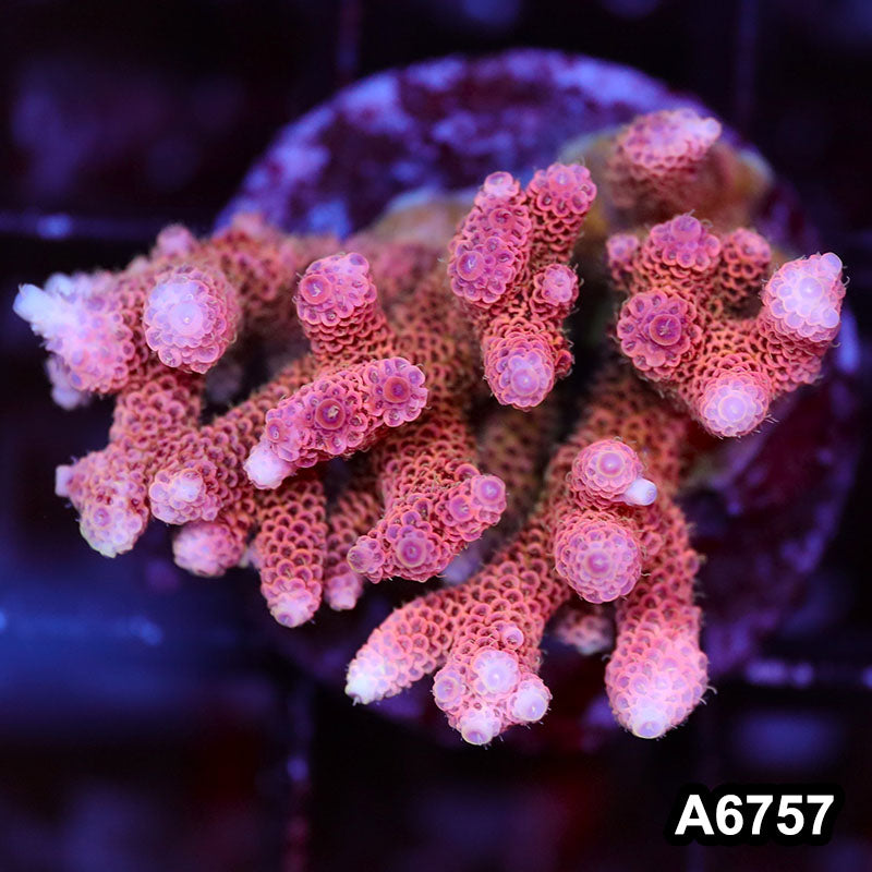 Item#A6757SP6757(M) WYSIWYG Indo Cultured Premium Acropora Colony