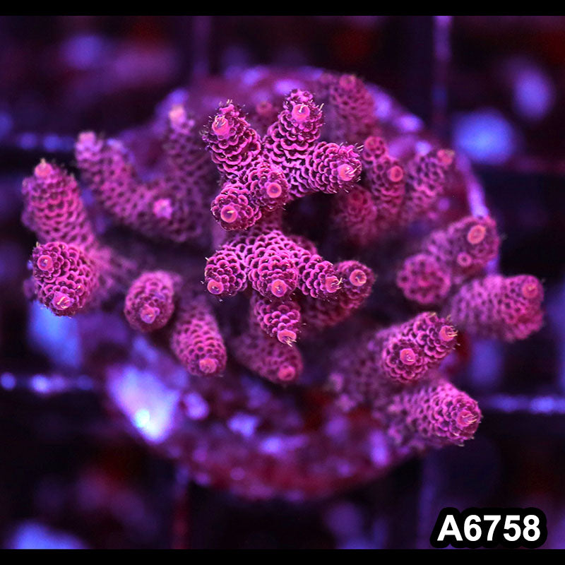 Item#A6758SP6758(M) WYSIWYG Indo Cultured Premium Acropora Colony