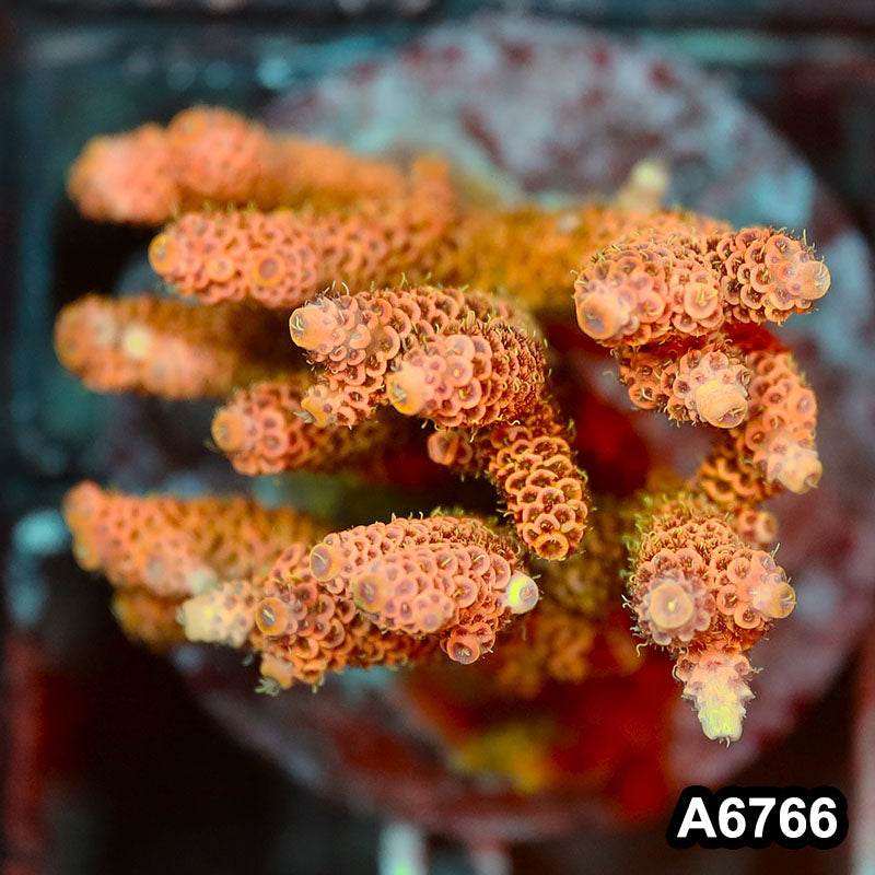 Item#A6766SP6766(M) WYSIWYG Indo Cultured Premium Acropora Colony