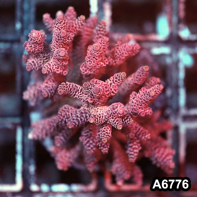 Item#A6776SP6776(M) WYSIWYG Indo Cultured Premium Acropora Colony