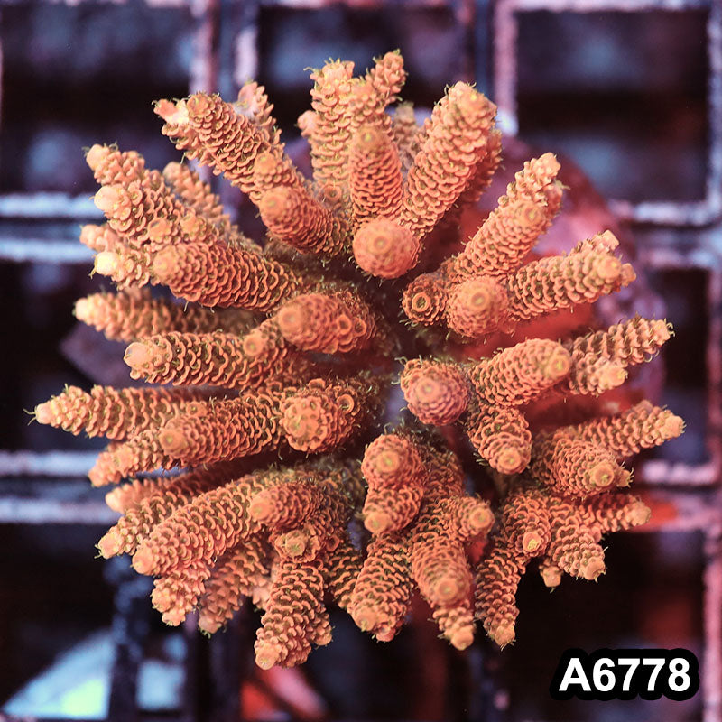 Item#A6778SP6778(M) WYSIWYG Indo Cultured Premium Acropora Colony