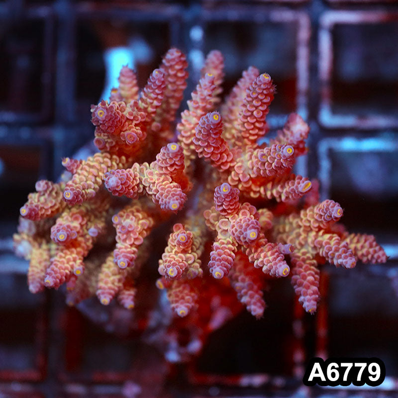 Item#A6779SP6779(M) WYSIWYG Indo Cultured Premium Acropora Colony