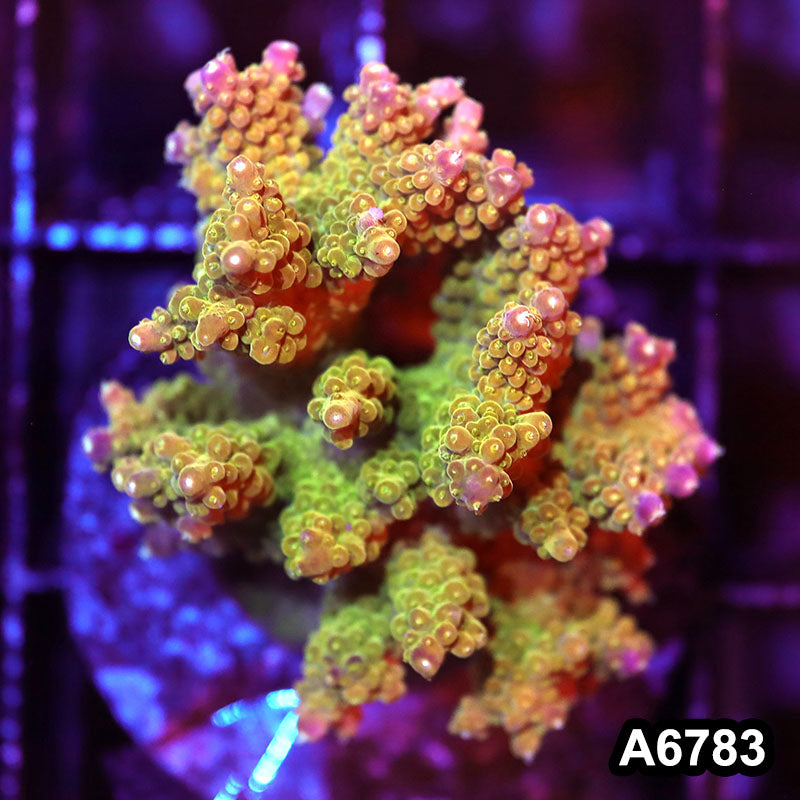 Item#A6783SP6783(M) WYSIWYG Indo Cultured Premium Acropora Colony