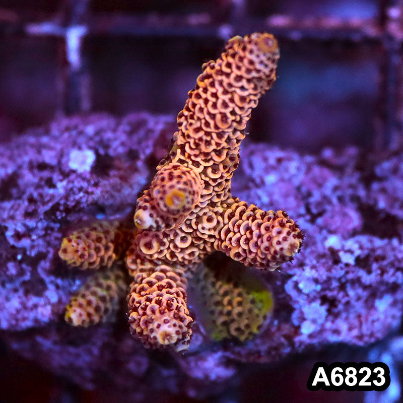 Item#A6823SP6823(S) WYSIWYG Indo Cultured Premium Acropora Mini Colony