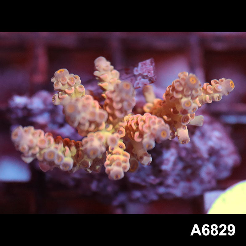 Item#A6829SP6829(S) WYSIWYG Indo Cultured Premium Acropora Mini Colony