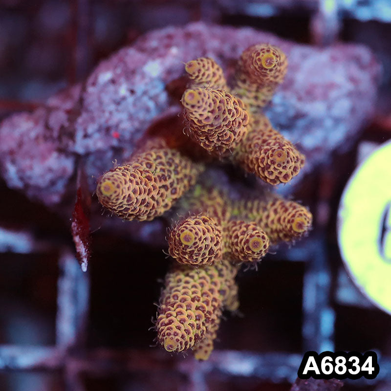 Item#A6834SP6834(S) WYSIWYG Indo Cultured Premium Acropora Mini Colony