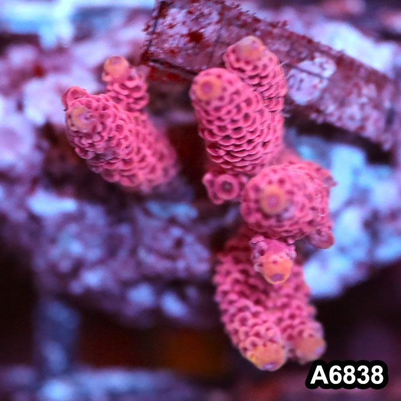 Item#A6838SP6838(S) WYSIWYG Indo Cultured Premium Acropora Mini Colony