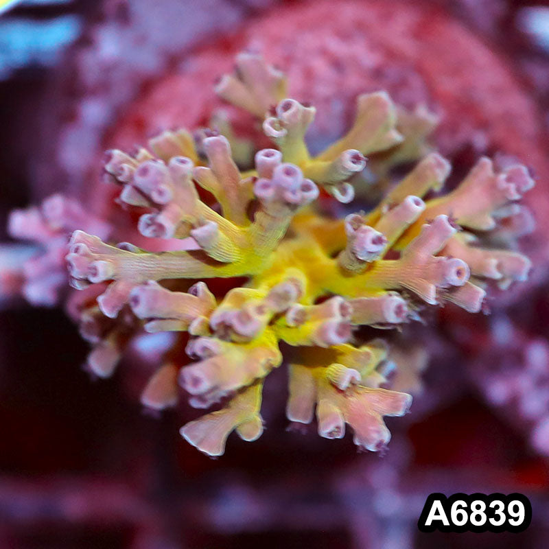 Item#A6839SP6839(S) WYSIWYG Indo Cultured Premium Acropora Mini Colony