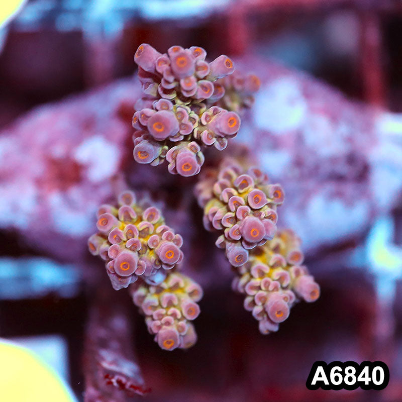 Item#A6840SP6840(S) WYSIWYG Indo Cultured Premium Acropora Mini Colony