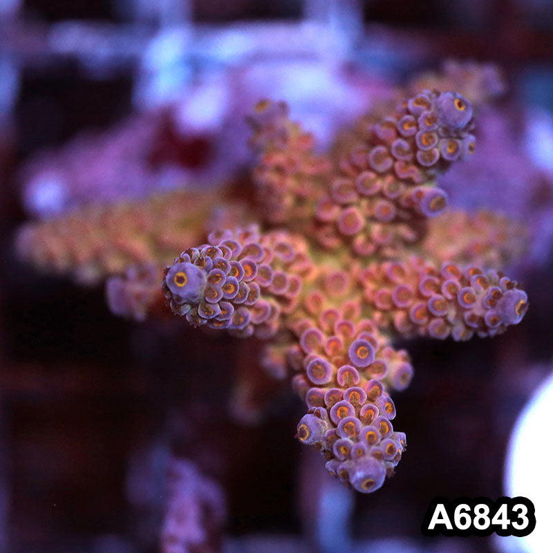 Item#A6843SP6843(S) WYSIWYG Indo Cultured Premium Acropora Mini Colony