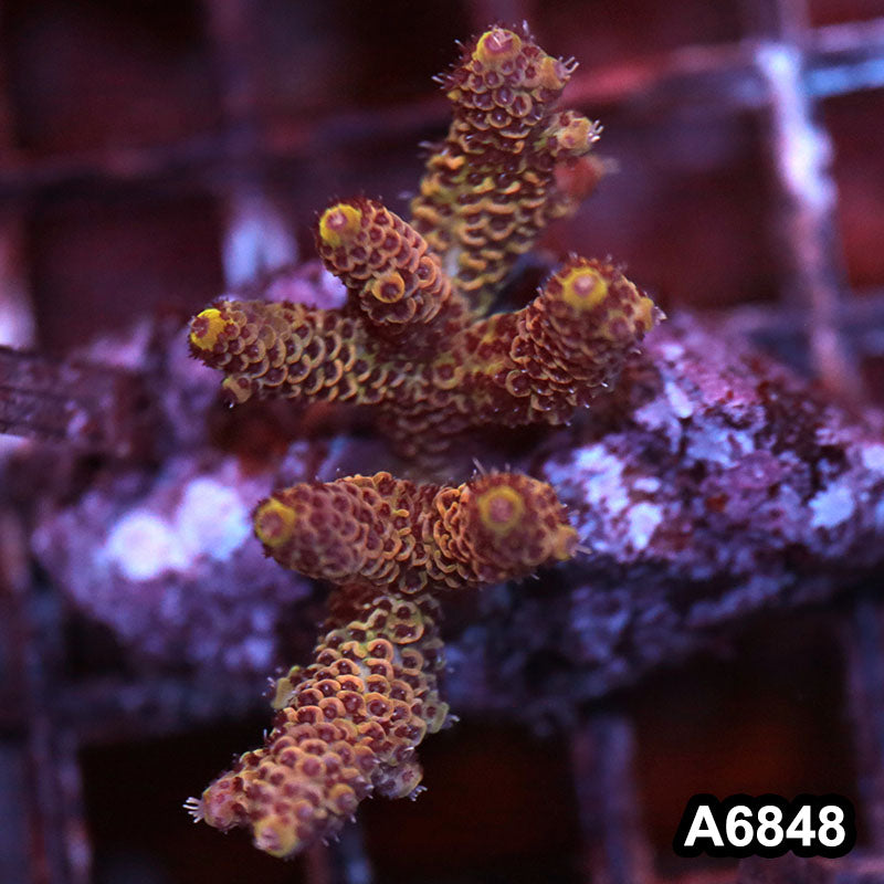 Item#A6848SP6848(S) WYSIWYG Indo Cultured Premium Acropora Mini Colony