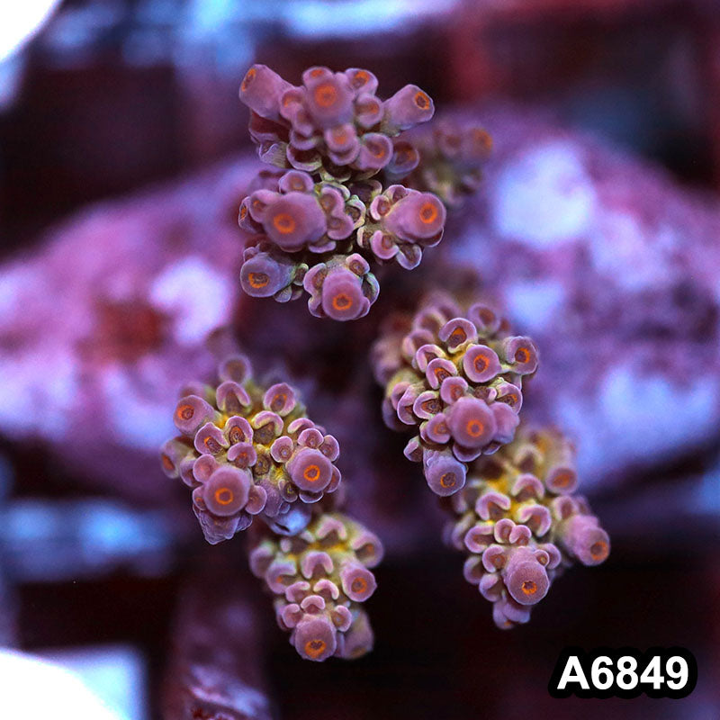 Item#A6849SP6849(S) WYSIWYG Indo Cultured Premium Acropora Mini Colony