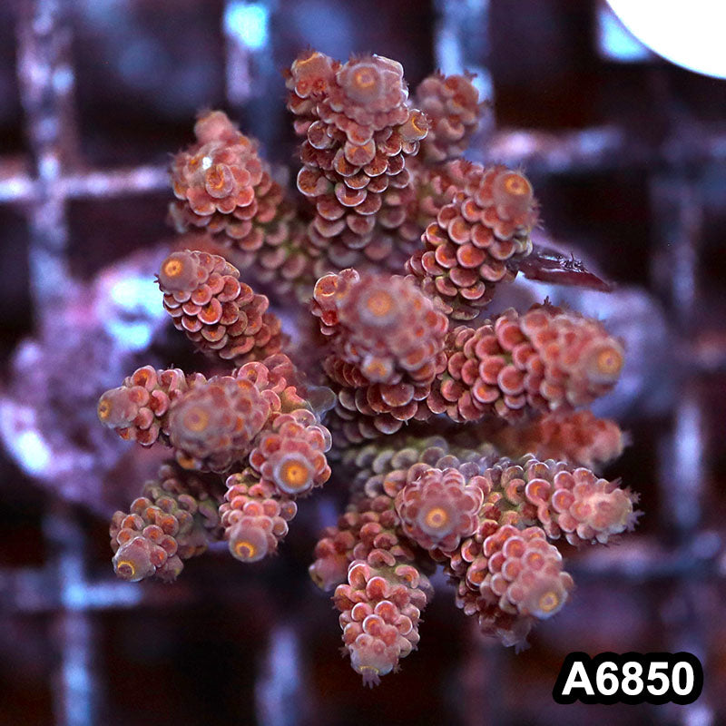 Item#A6850SP6850(S) WYSIWYG Indo Cultured Premium Acropora Mini Colony