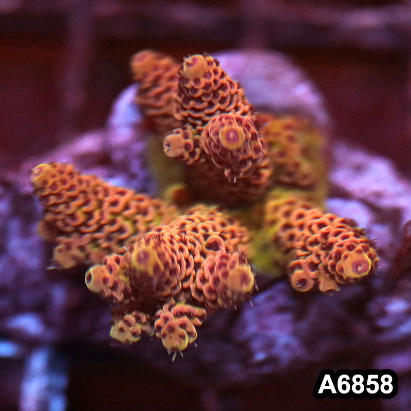 Item#A6858SP6858(S) WYSIWYG Indo Cultured Premium Acropora Mini Colony