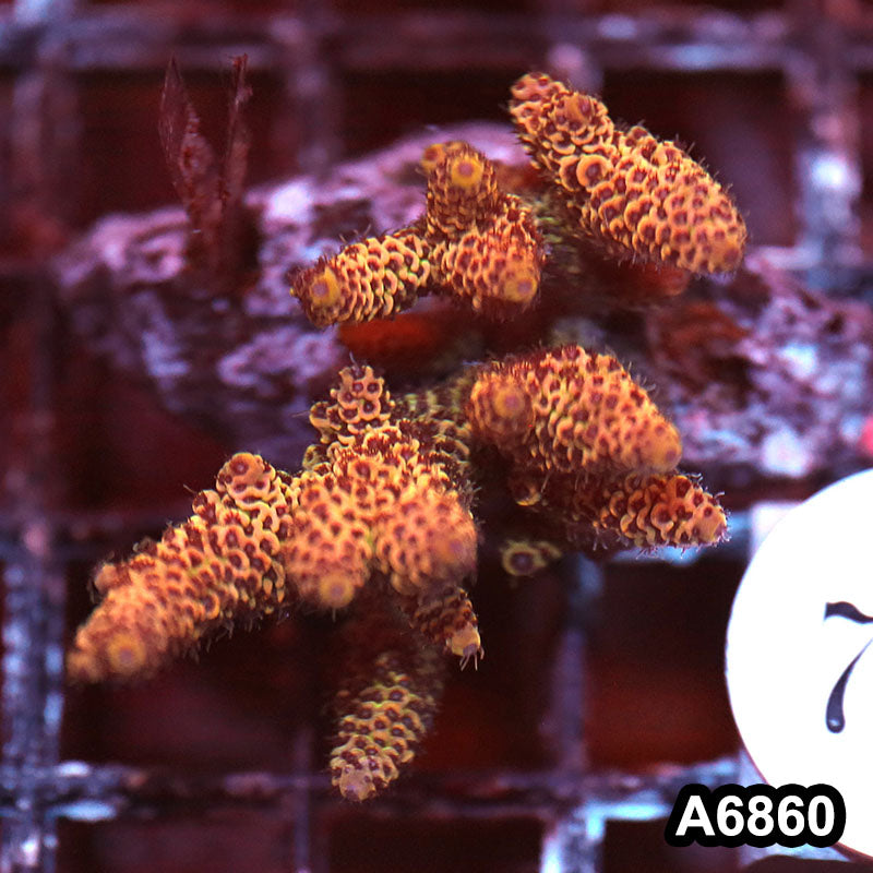 Item#A6860SP6860(S) WYSIWYG Indo Cultured Premium Acropora Mini Colony