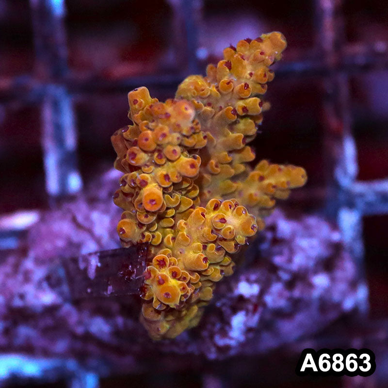 Item#A6863SP6863(S) WYSIWYG Indo Cultured Premium Acropora Mini Colony