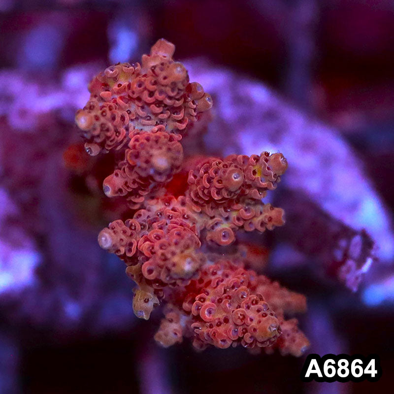 Item#A6864SP6864(S) WYSIWYG Indo Cultured Premium Acropora Mini Colony