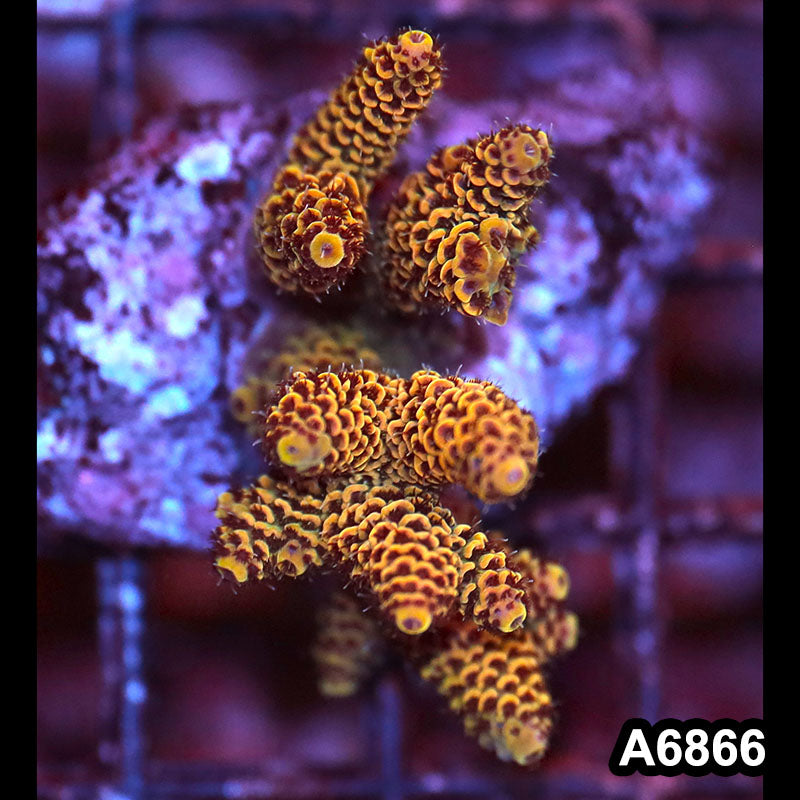 Item#A6866SP6866(S) WYSIWYG Indo Cultured Premium Acropora Mini Colony