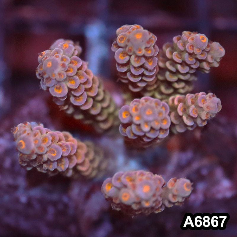 Item#A6867SP6867(S) WYSIWYG Indo Cultured Premium Acropora Mini Colony