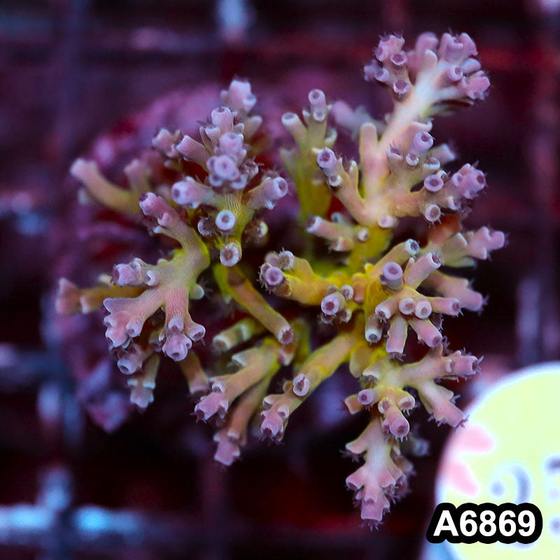 Item#A6869SP6869(S) WYSIWYG Indo Cultured Premium Acropora Mini Colony