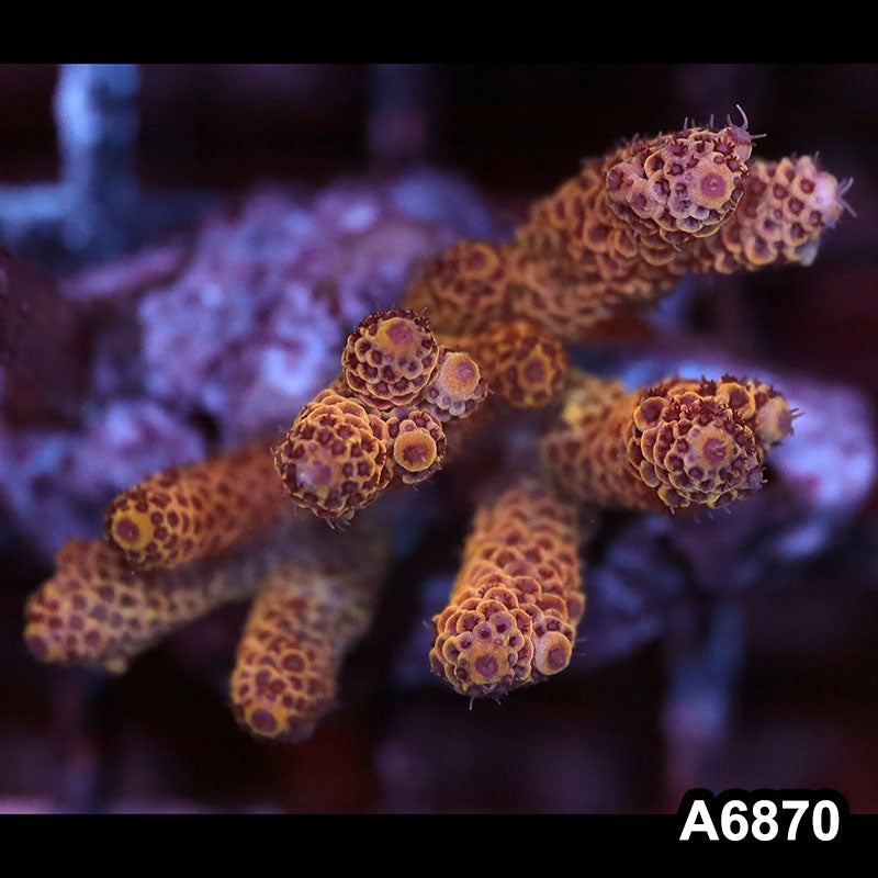 Item#A6870SP6870(S) WYSIWYG Indo Cultured Premium Acropora Mini Colony