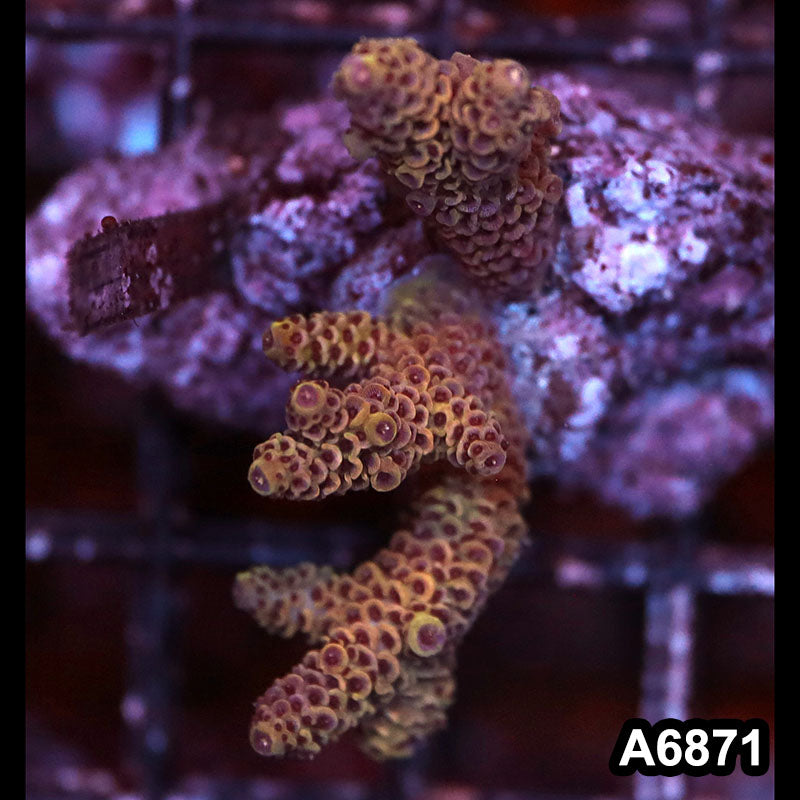 Item#A6871SP6871(S) WYSIWYG Indo Cultured Premium Acropora Mini Colony