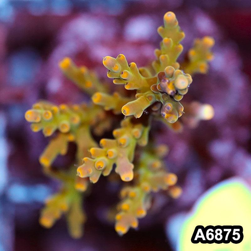 Item#A6875SP6875(S) WYSIWYG Indo Cultured Premium Acropora Mini Colony