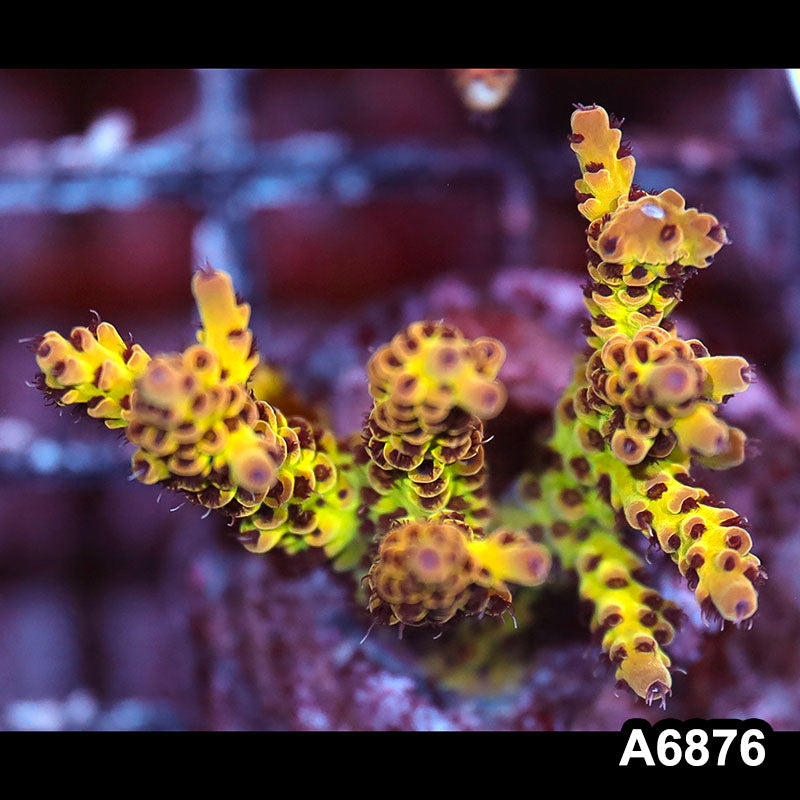 Item#A6876SP6876(S) WYSIWYG Indo Cultured Premium Acropora Mini Colony