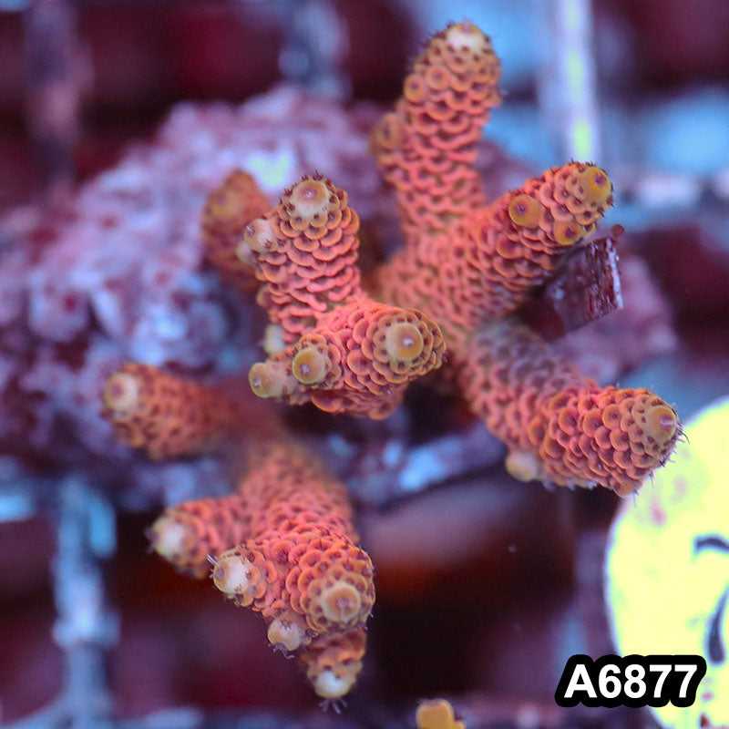 Item#A6877SP6877(S) WYSIWYG Indo Cultured Premium Acropora Mini Colony