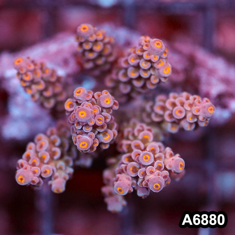 Item#A6880SP6880(S) WYSIWYG Indo Cultured Premium Acropora Mini Colony