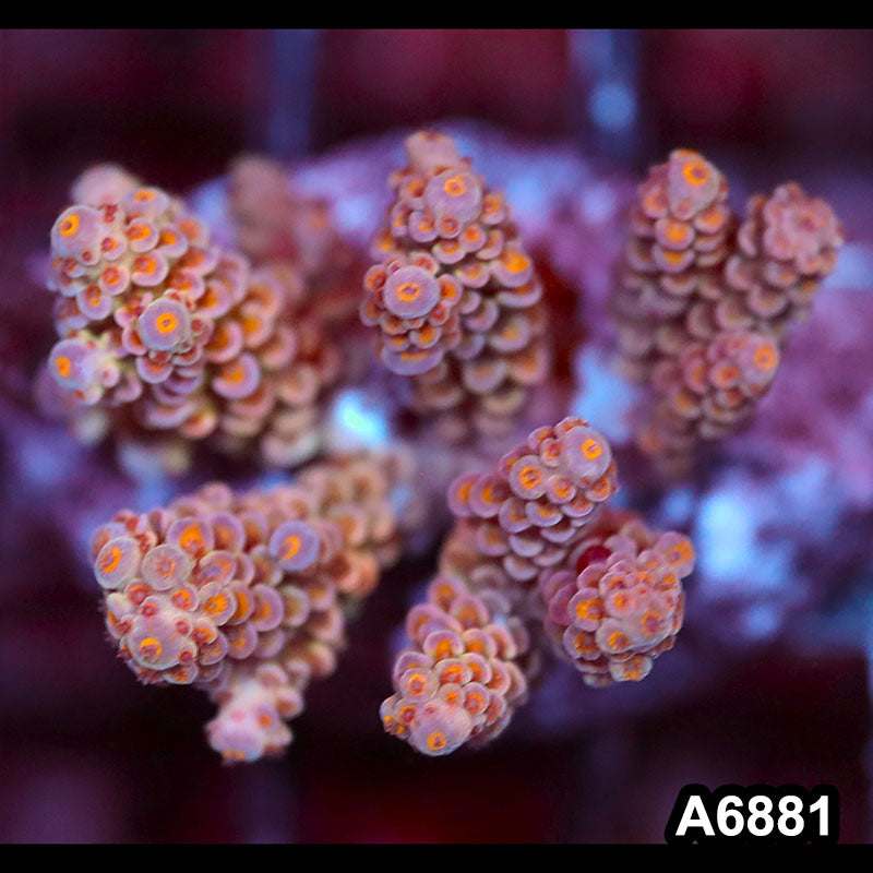 Item#A6881SP6881(S) WYSIWYG Indo Cultured Premium Acropora Mini Colony