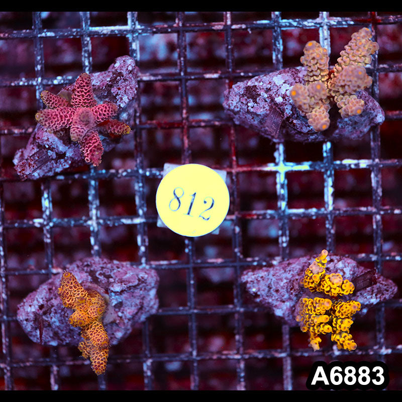 Item#A6883SP6883(M) WYSIWYG Indo Cultured Premium Acropora Mini Colony 4pc Pack