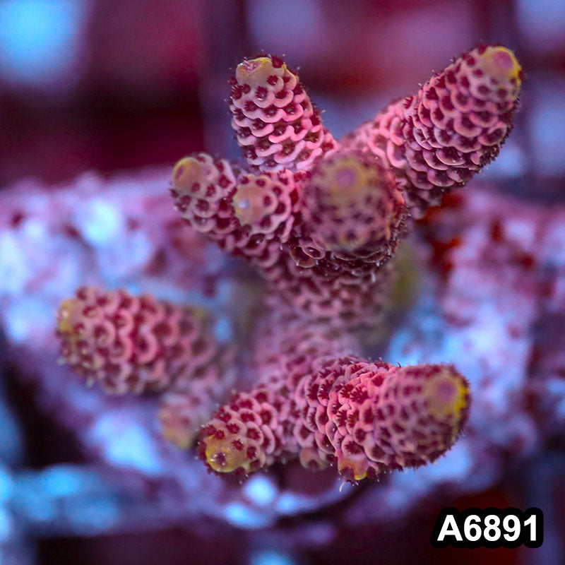 Item#A6891SP6891(S) WYSIWYG Indo Cultured Premium Acropora Mini Colony