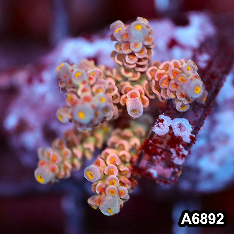 Item#A6892SP6892(S) WYSIWYG Indo Cultured Premium Acropora Mini Colony