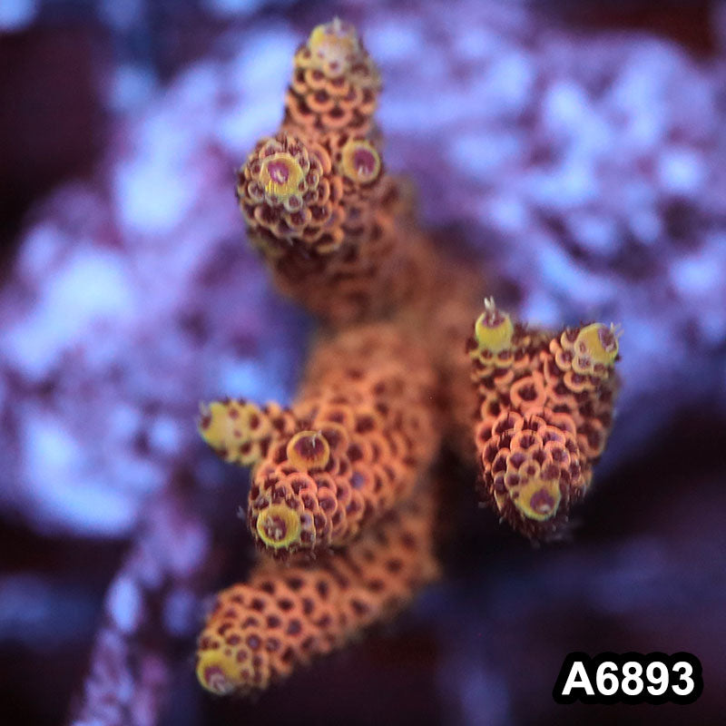 Item#A6893SP6893(S) WYSIWYG Indo Cultured Premium Acropora Mini Colony