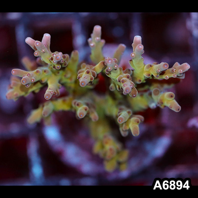 Item#A6894SP6894(S) WYSIWYG Indo Cultured Premium Acropora Mini Colony